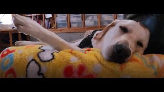 【お姉ちゃんのお出迎え。　白い犬】ラブラドールレトリバーと家族のリアルな暮らし。　＃Labrador Retriever Lifestyle 　2022年8月15日