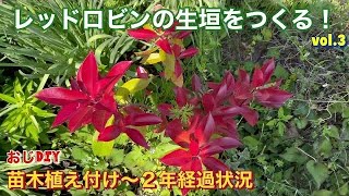 苗木植え付け〜２年経過状況✨【レッドロビンの生垣をつくる！】vol.3おじDIY⁉️