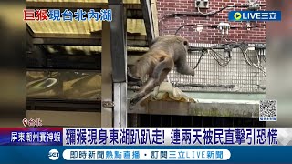 猴大王拜託你趕快回家! 獼猴現身東湖趴趴走 訪民宅還偷吃芒果 動保處頻出勤仍未抓獲 獼猴身影連兩天被民直擊引恐慌｜記者 黃昀凡 賴懿慈｜【萌寵54來當家】20230506｜三立新聞台