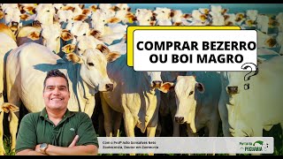 Comprar bezerro ou boi magro?