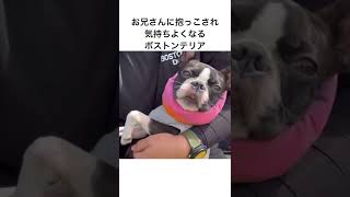 飼い主が抱っこしてもこうはならない【ボストンテリア】