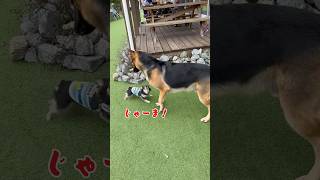 ちわわ🆚強面のシェパード！チンピラ発揮できるのか！ #dog #チワシー #pets #チワワちゃん #チワズー #チワキー #犬のいる生活 #チワワ