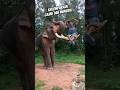 Kekompakan Manusia dan gajah #elephant #animals #funny #fypシ゚viral #shorts