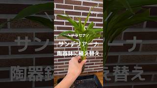 ドラセナ･サンデリアーナの植え替え方法！ #観葉植物 #観葉植物インテリア #観葉植物のある暮らし #植え替え #観葉植物育て方 #植物 #育て方 #ドラセナ