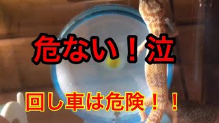 ヒョウモントカゲモドキに回し車は危ない！ It's dangerous to use a revolving wheel for Leopard.