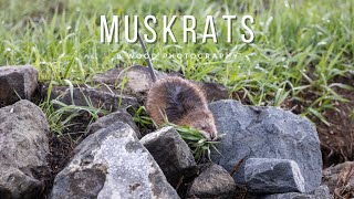 Common Muskrat | 5 Interesting Facts  🦫