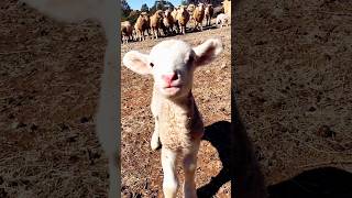 animal short video 📸 😍#babygoats #viral #shorts#youtube#shortvideo#trending#cute