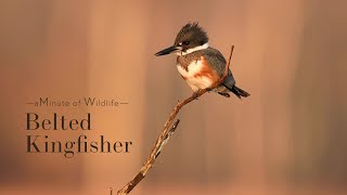 A Minute of Wildlife - Early Morning Belted Kingfisher