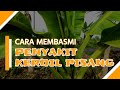 Cara Membasmi Penyakit Kerdil Pisang | Banana Bunchy Top Virus | BBTV | HibriDev