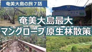 奄美大島最大マングローブ原生林散策　奄美大島の旅第７話