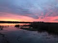 Minsmere by Tom Williams