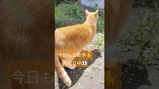 今日もお散歩②🐈#ニャルソック 👮‍♂ #ねこのいる生活 #猫動画 #ねこ動画