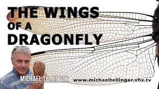 The Wings Of A Dragonfly