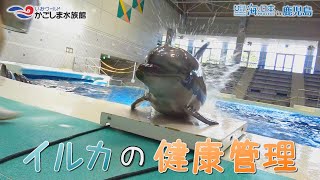 【おうちで水族館】『イルカの健康管理』いおワールド かごしま水族館×海と日本PROJECT in 鹿児島