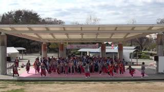 総踊り『サクヨッシャー！』①　2017京都さくらよさこい4/1（土）　梅小路公園会場