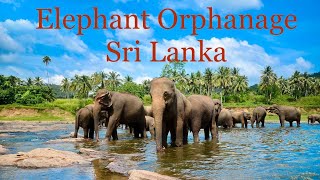 Orphan Elephant Sanctuary ॥ wildlife ॥এতিম হাতির অভয়ারণ্য