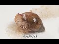 snail vs salt非洲大蜗牛 vs 盐巴，外来入侵物种的兄弟情