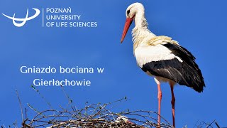 Bocian Gierłachowo 19-04-2024