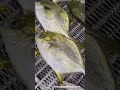 golden pompano pomfret processing