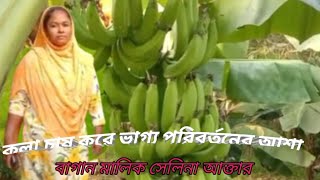 কলা চাষ করে ভাগ্য পরিবর্তনের আশায় বাগান মালিক | LIFE In 24