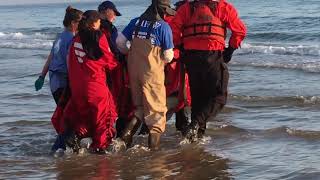 IFAW Dolphin Release   Its a Beautiful Day!