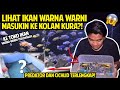 IKAN WARNA-WANI TERINDAH YANG PERNAH AKU LIHAT! GREBEK KEMBAR AQUARIUM! PUSAT PREDATOR DAN CICHLID!