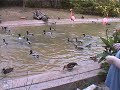 abilene zoo ducks and flamingos