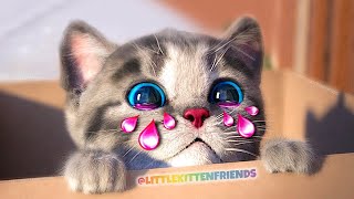 CUTE LITTLE KITTEN ADVENTURE  OF A LITTLE KITTY 😸 Cat Play Fun Pet Care VIDEO FOR PRESCHOOLERS #1171