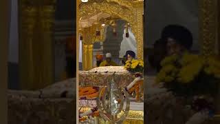 5000 Kg Dal Making Golden Temple Amritsar #goldentemple #langer #amritsar #amritsarislive #shorts