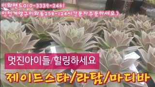 멋진아이들/힐링하세요/제이드스타/리탐/문가드니스금  다남다육010-3339-2461