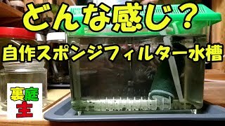 自作スポンジフィルター翌日 DIY Sponge filter ～裏庭の小さな生きもの達の物語#122～