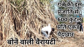 co 118 sugarcane variety| गन्ने की 118 प्रजाति की पहचान और 600 कुंटल प्रति एकड़ पैदावार.💯