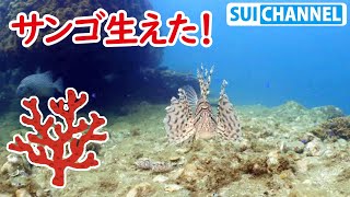 ウニ駆除した場所にサンゴが生えたぁー！！！！