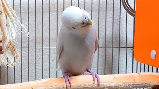 ケージの配置換えをしたら、首の角度が凄い事になったセキセイインコ