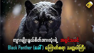 ကျားမျိုးနွယ်စိတ်အားလုံးရဲ့ အရှင်သခင် Black Panther (ခေါ်) ကြောက်စရာ သတ္တဝါကြီး😮