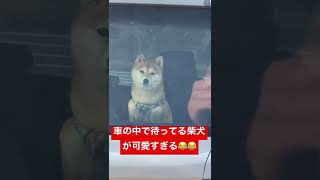 【柴犬】車の中で待ってる柴犬が可愛すぎる【豆柴】【癒し】#shorts