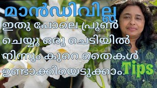 മാന്റിവില്ല ഇതു പോലെ പ്രൂൺ ചെയ്യൂ ഒരു ചെടിയിൽ നിന്നും കുറെ തൈകൾ ഉണ്ടാക്കിയെടുക്കാം tips