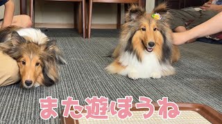 【シェルティ】久しぶりに集合だ🐾【また遊ぼうね】