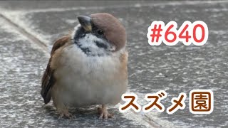 スズメさんの日常#640