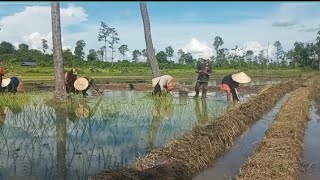 ដកសំណាបស្ទូងស្រូវ ដល់ខែដកដល់ខែស្ទូងហើយបងប្អូន អ្នកស្រែមានតែប៉ុណ្ណឹងឯង🌾🌾