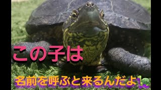 懐いたクサガメ。カメ～名前を呼ぶとやってくる可愛いペット～(Turtle that come when you call  )#Shorts