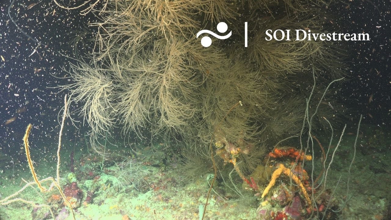 Coral Sampling Encore Desecheo Ridge Puerto Rico Soi Divestream