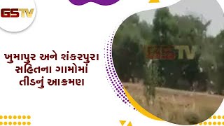 Arvalli : ભિલોડાના ખુમાપુર અને શંકરપુરા સહિતના ગામોમાં તીડનું આક્રમણ | Gstv Gujarati News