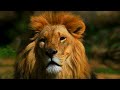 সিংহ কেন বনের রাজা lion king in the jungle প্রাণী জগৎ