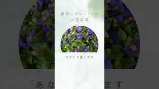 【５月１７日】誕生花