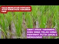 Cara Mengatasi Daun Putih & Menguning Pada Tanaman Padi