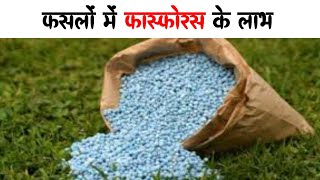 फसलों में फॉस्फोरस के कार्य | functions of phosphorus in crops #shorts #phosphorous #rajzagritech