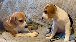 【ほどよい距離感】少しだけ空気を読めるようになってきた子犬【ビーグル多頭飼い】Beagle Puppy