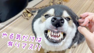 やる気スイッチはどこ？！やる気のない柴犬のスイッチを入れてみたら…。