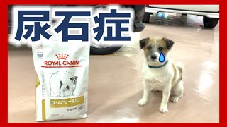 犬の尿石症/いつから？/フードは療法食？/小さい時のうんちのしかたｗ/ジャックラッセルテリア/チップ/6歳